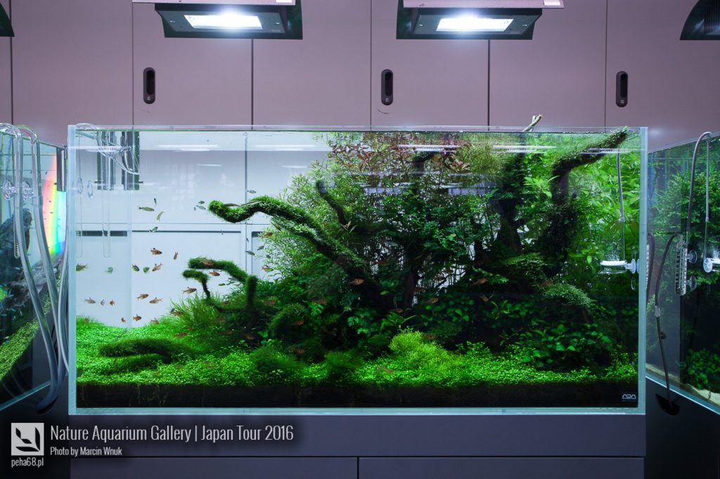 nature-aquarium-gallery-330