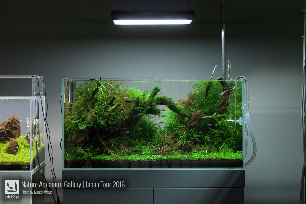nature-aquarium-gallery-550