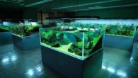 ADA Nature Aquarium Gallery