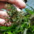 ucephalandra Catherine green