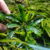 Bucephalandra Green velvet