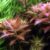 Proserpinaca palustris